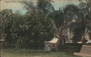 Key West Florida FL Rubber Plant c1910 Vintage Postcard