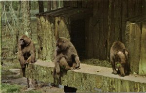 Six Flags Great Adventure Safari, Jackson, NJ, Ape Monkey Baboon (1960s)