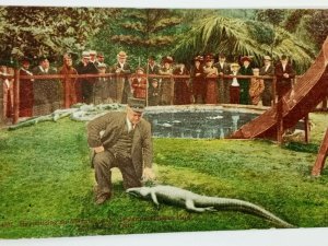 Vintage Postcard 1910's Hypnotizing Alligator at California Alligator Farm LA