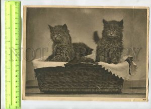 476333 black kittens in a basket Vintage poster