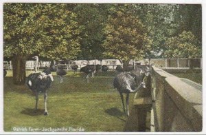 Ostrich Farm Jacksonville Florida 1910c postcard