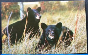 Native Black Bears Great Smoky National Park Vintage Postcard