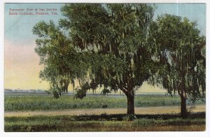 Houston, Tex., Surrender Tree at San Jacinto Battle Grounds