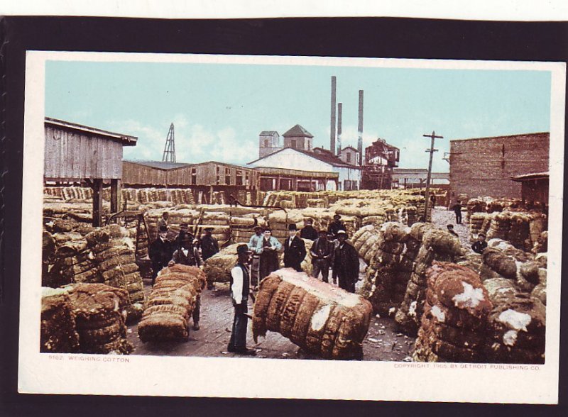 P1589 old unused postcard workers weighing cotton bales