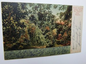 Vintage 1900s Foliage Along Chagres River Panama Postcard