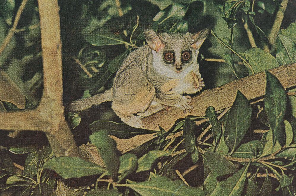 Galagos Bush Babies Loris Type Animals Uganda Postcard | Topics - Animals - Other, Postcard / HipPostcard Galagos Bush Babies Loris Type Animals Uganda Postcard | Topics - Animals - Other, Postcard / HipPostcard