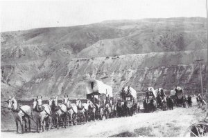 Freight Wagon Train of the BX Co c1900 Ashcroft Canada  4 by 6