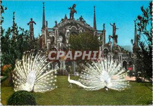 Postcard Modern Lake Maggiore beautiful garden island with peacocks