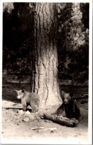 Real Photo Postcard Bears in Yosemite National Park