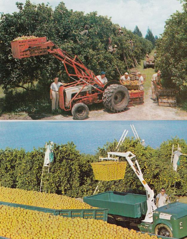 Florida Oranges Picking Fruit Tractor Citrus Harvest 2x Farming Postcard s