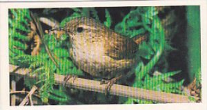 Brooke Bond Vintage Trade Card Woodland Wildlife 1980 No 37 Wren