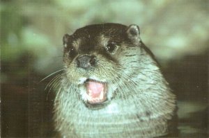 Animals. The Otter (Lutra lutra)! modern Spanish photo postcard