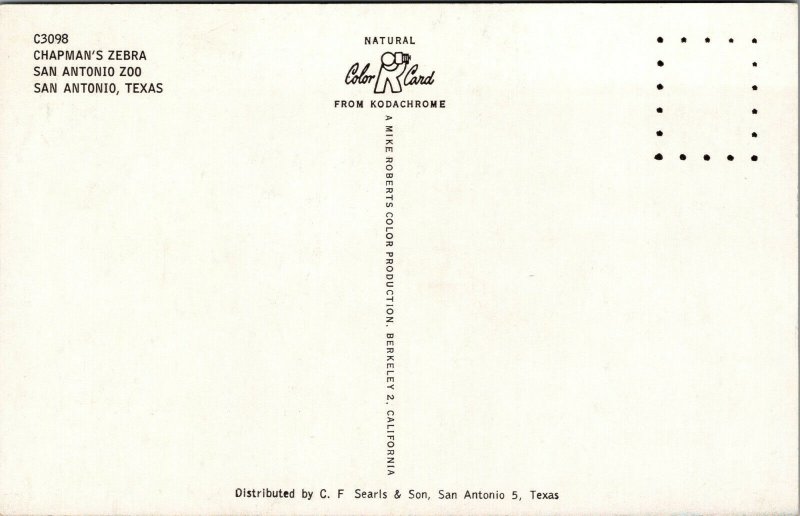 Vtg 1950s Chapman's Zebra San Antonio Zoo Texas TX Unused Postcard