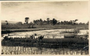 Indonesia Bandung Java Rice Field Vintage RPPC 07.54