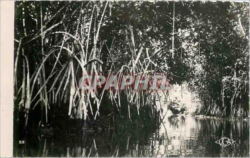 CPA Cameroun Paletuviers sur le Wouri 