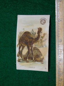 1870s-80s Arm & Hammer Interesting Animals - Camel Victorian Trade Card F15