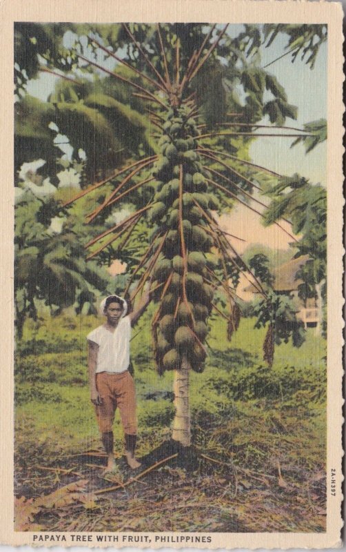 Philippines Native Standing Beside Papaya Tree With Fruit Curteich sk0840a