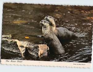 Postcard The River Otter, Idaho