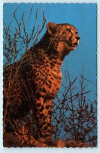 WINSTON, Oregon OR ~ Cheetah at WILDLIFE SAFARI ca 1970s Roadside 4x6 Postcard