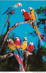 Florida Miami Colorful Macaws Parrot Jungle Red Road 1968