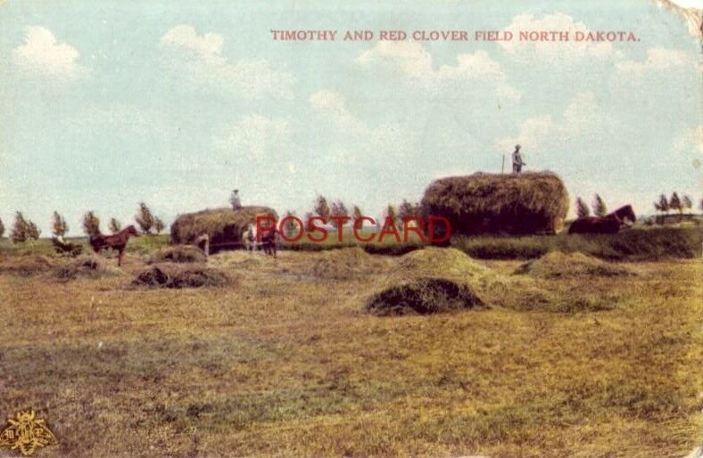 TIMOTHY AND RED CLOVER FIELD, NORTH DAKOTA horsedrawn wagons