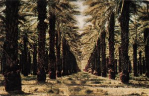 Date Trees Coachella Valley California Postcard 2T6-164 