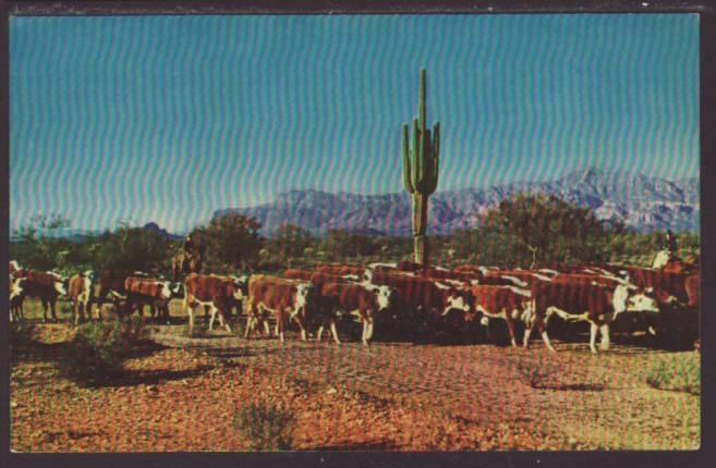 Cattle Round Up,AZ Postcard 