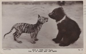 Brown Bear & Tiger Cub Cat Playing Old Real Photo Postcard