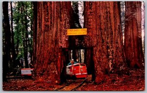 Redwood California 1960s Postcard Twin Drive Thru Tree Confusion Hill Railroad