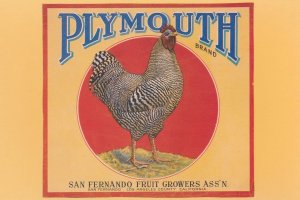 San Fernando Fruit Growers Assoc Plymouth Advertising Postcard