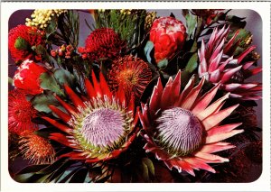 Postcard Plant Proteas from Cape Peninsula South Africa