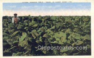 Tobacco Field - Misc, Alabama AL