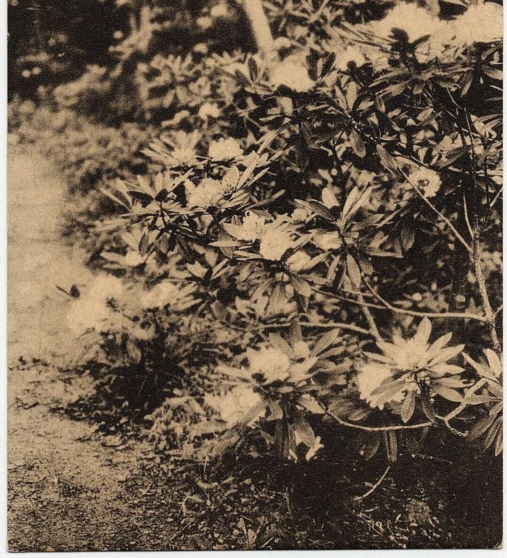 1920-30s Rhododendron Flowers at Pocono Pines PA Monroe County RARE WB Postcard