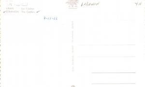 Cedars, Lebanon Postcard, Carte Postale  Cedars 