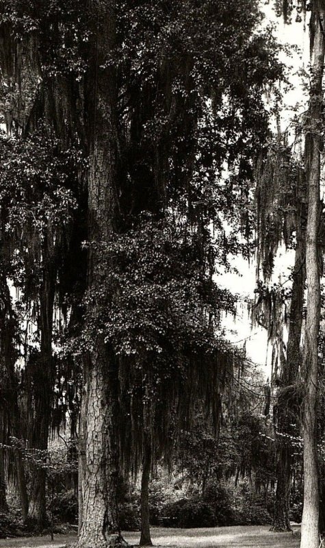 C.1910 RPPC Brookwood Park, Valdosta, GA Postcard P134