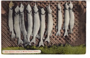 Some Beauties Caught at Stanley Island Ontario, Used 1937, Fishing