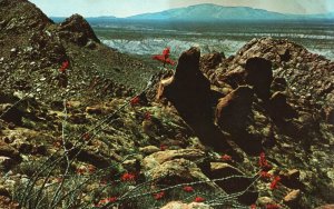 Postcard Flaming Red Torch Rugged Hills Typical Big Bend National West Texas TX