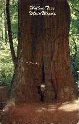 Hollow Tree - Muir Woods, CA