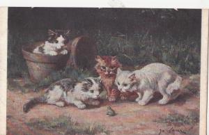 B80573 cats with a frog cat  front/back image