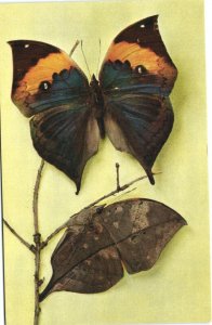 INSECTS BUTTERFLIES 25 Vintage Postcards mostly pre-1960 (L4101)