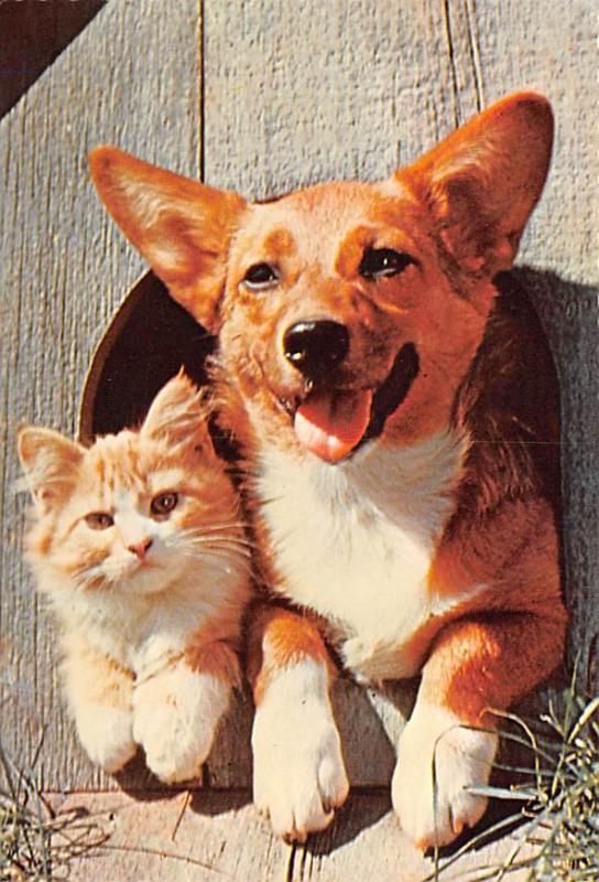 Close Friends - Dog and Cat