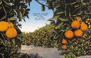 Rio Grande Valley Luscious Oranges - Rio Grande Valley, Texas TX