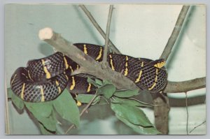 Animal~Mangrove Snake Bensons Wild Animal Park Hudson NH~Vintage Postcard 