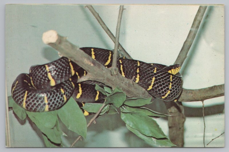 Animal~Mangrove Snake Bensons Wild Animal Park Hudson NH~Vintage Postcard 