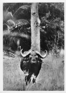 BR88946 buffalo kruger park buffel  real photo south africa  animal animaux