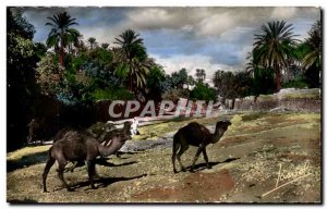 Old Postcard South Algerian A Oued in southern Camel