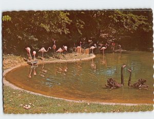 Postcard Flamingo Pool Kansas City Missouri USA