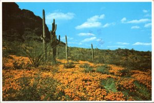 Postcard AZ  Desert Poppies at Picacho Peak in Southern Arizona