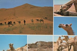 Riyadh Camels Saudi Arabia Rare Arabic Postcard