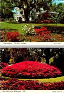 2~4X6 Postcards Wilmington, NC North Carolina ORTON PLANTATION HOME~Azalea Mound